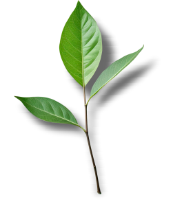 Icono ecologico